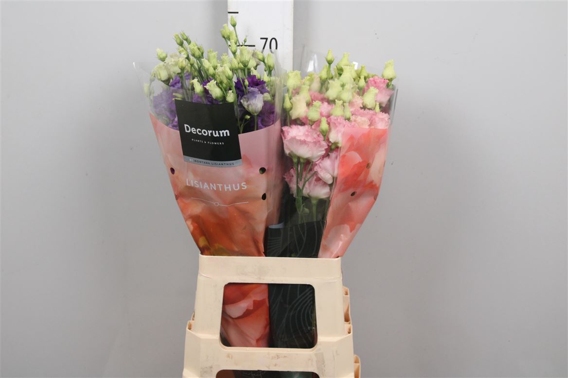 Eus G Alissa Gem Fst 70cm