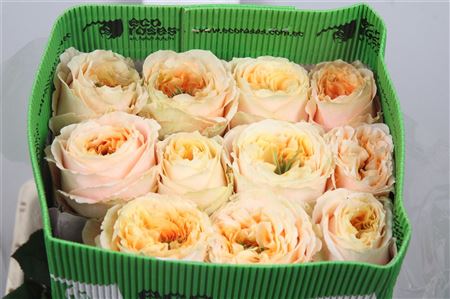 R Gr Melon X-pression Ec