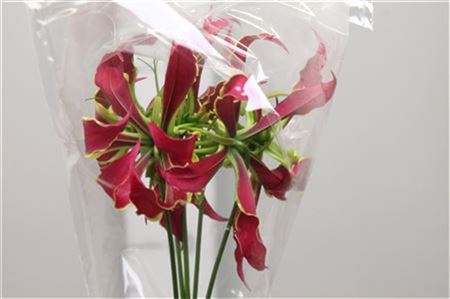 Gloriosa Rothschild