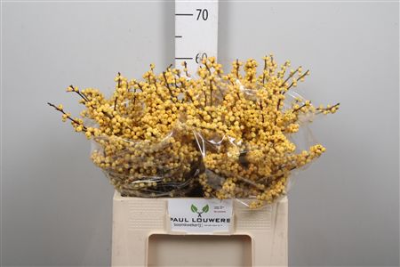 Ilex Ve Citronella