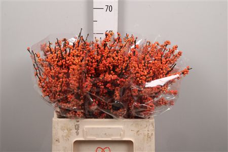 Ilex Ve Winter Gold