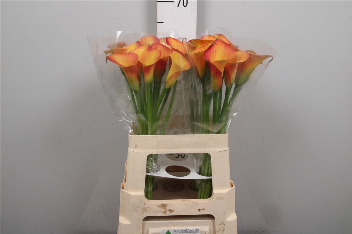 Calla Dutch Glory 60cm