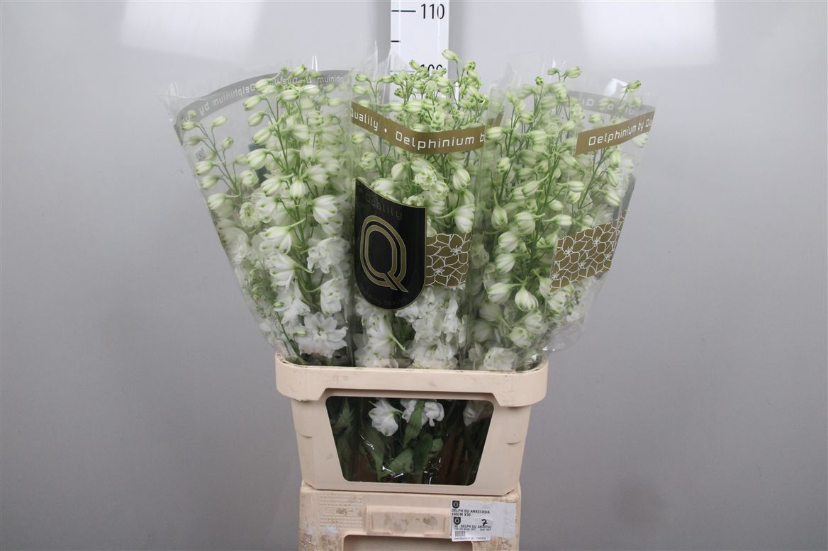Delph El Dewi Anastasia 100cm