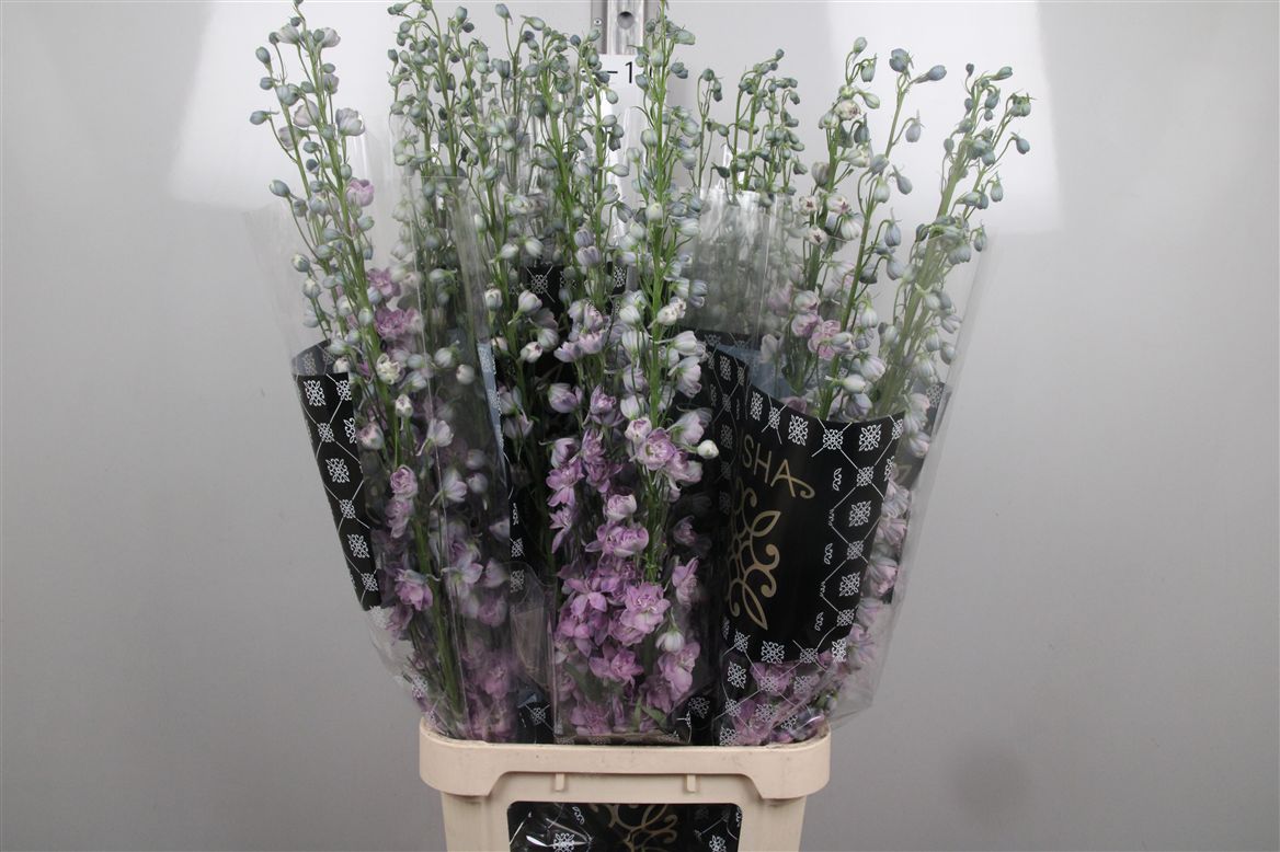 Delph El Dew Melody 120cm