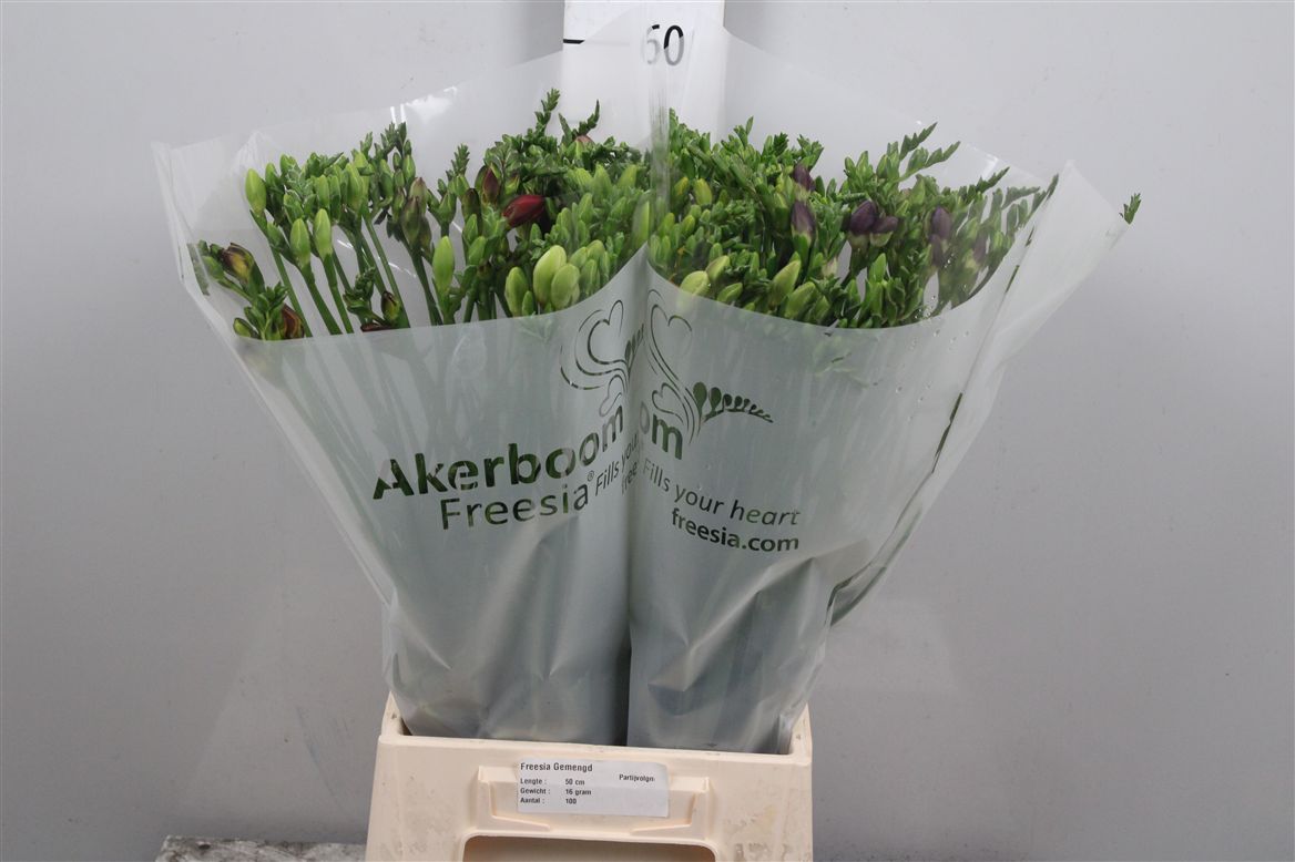 Freesia Single Mixed In Bunch 16gram