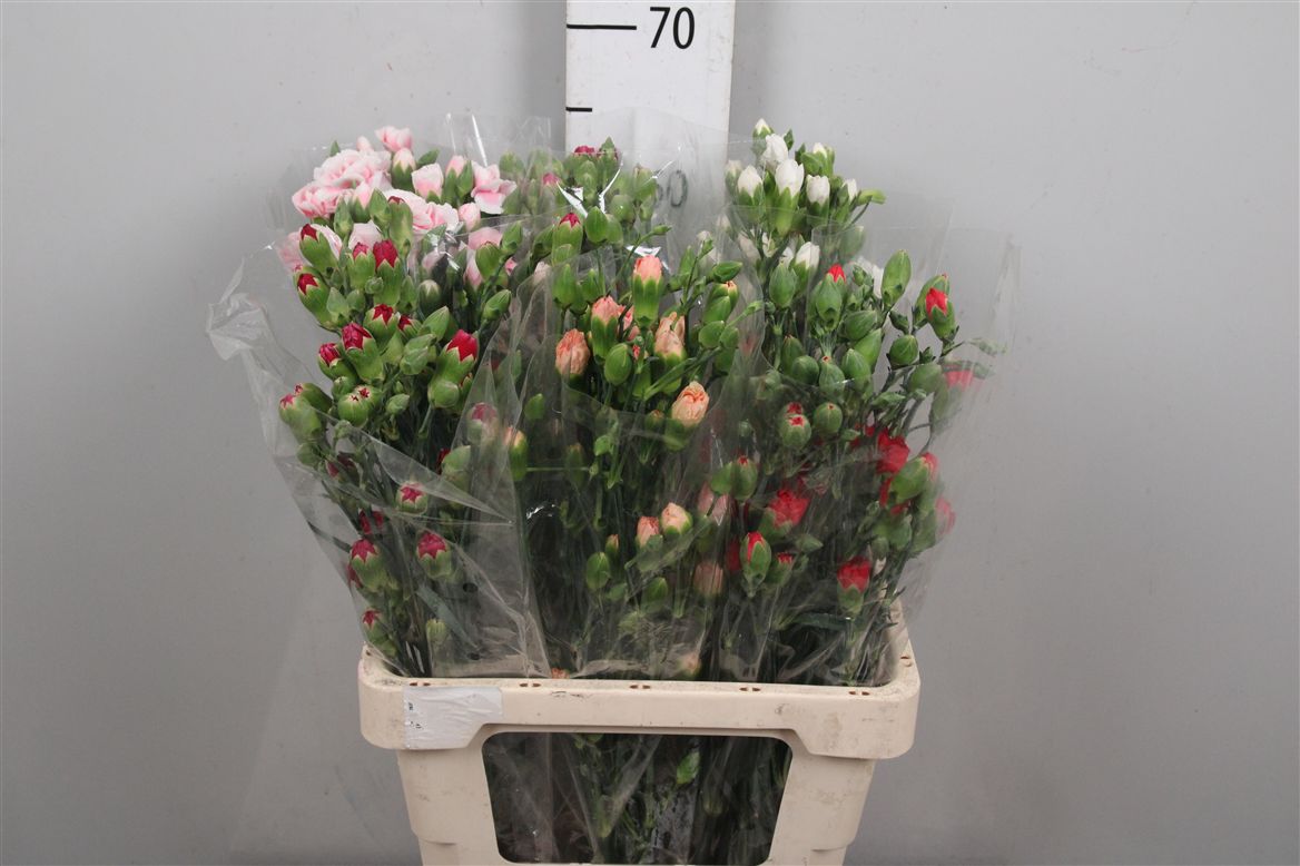Dianthus Spr Mixed In Bucket 60cm