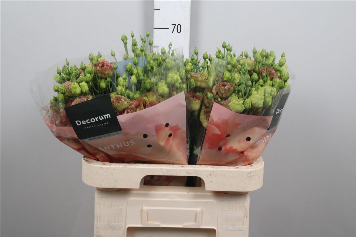 Lisianthus Double Light Terracotta 70cm