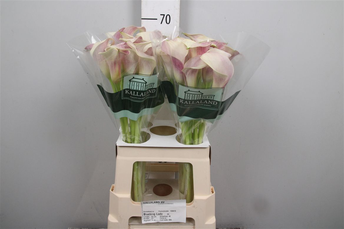 Calla Blushing Lady 65cm