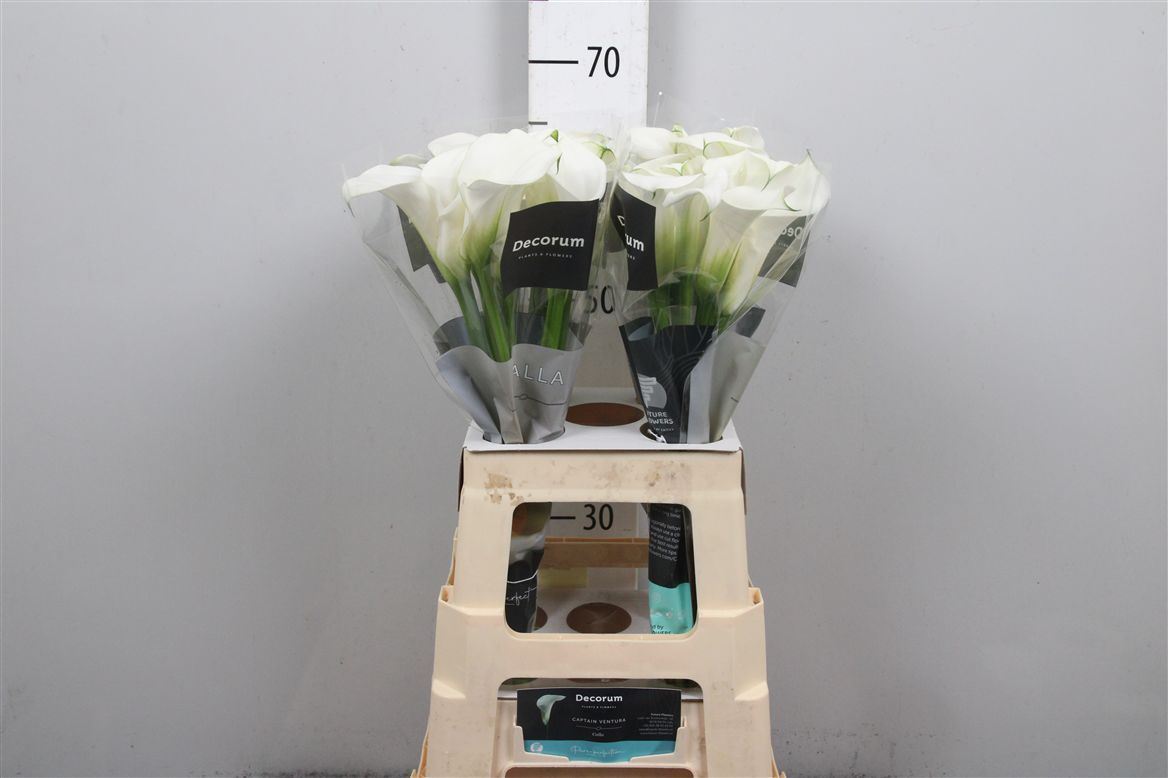 Calla Capt Ventura 70cm