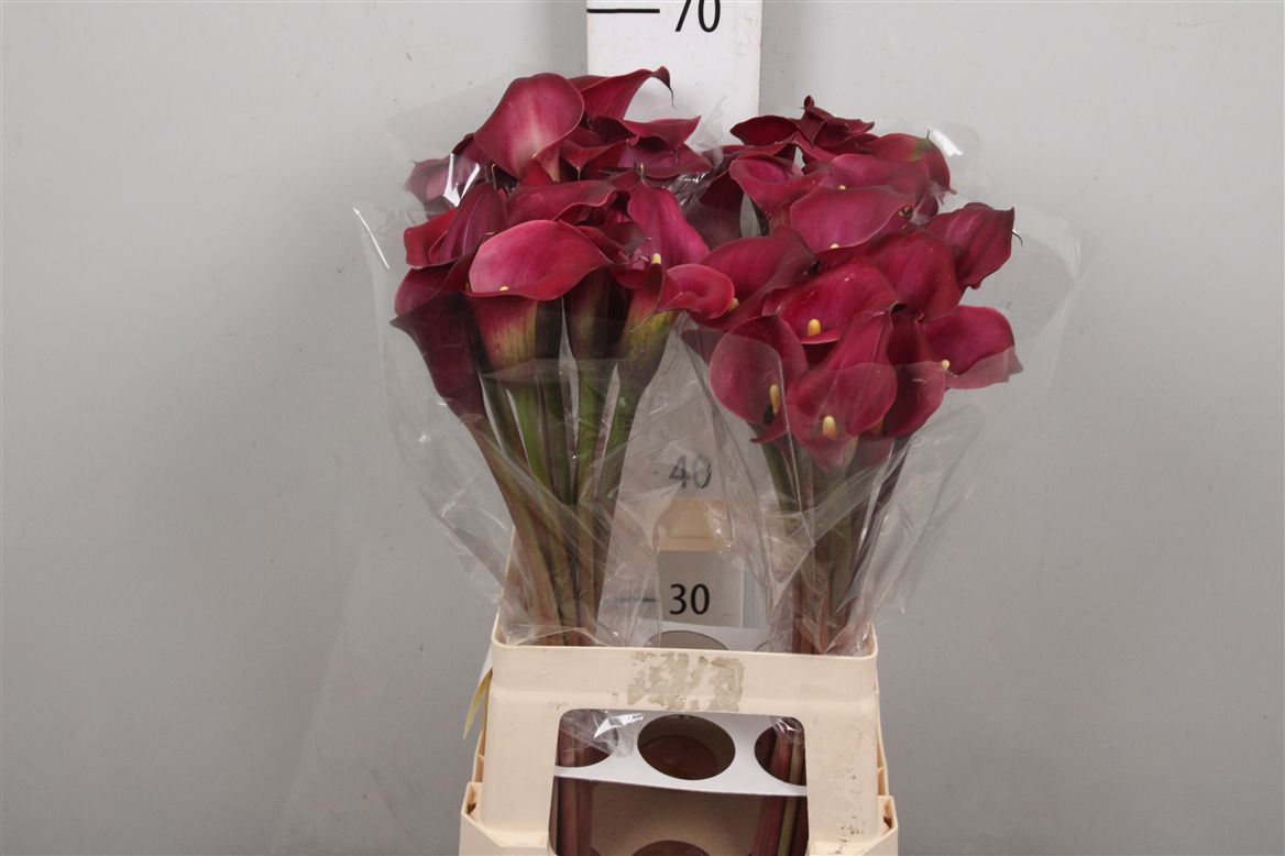 Calla Nashville 65cm