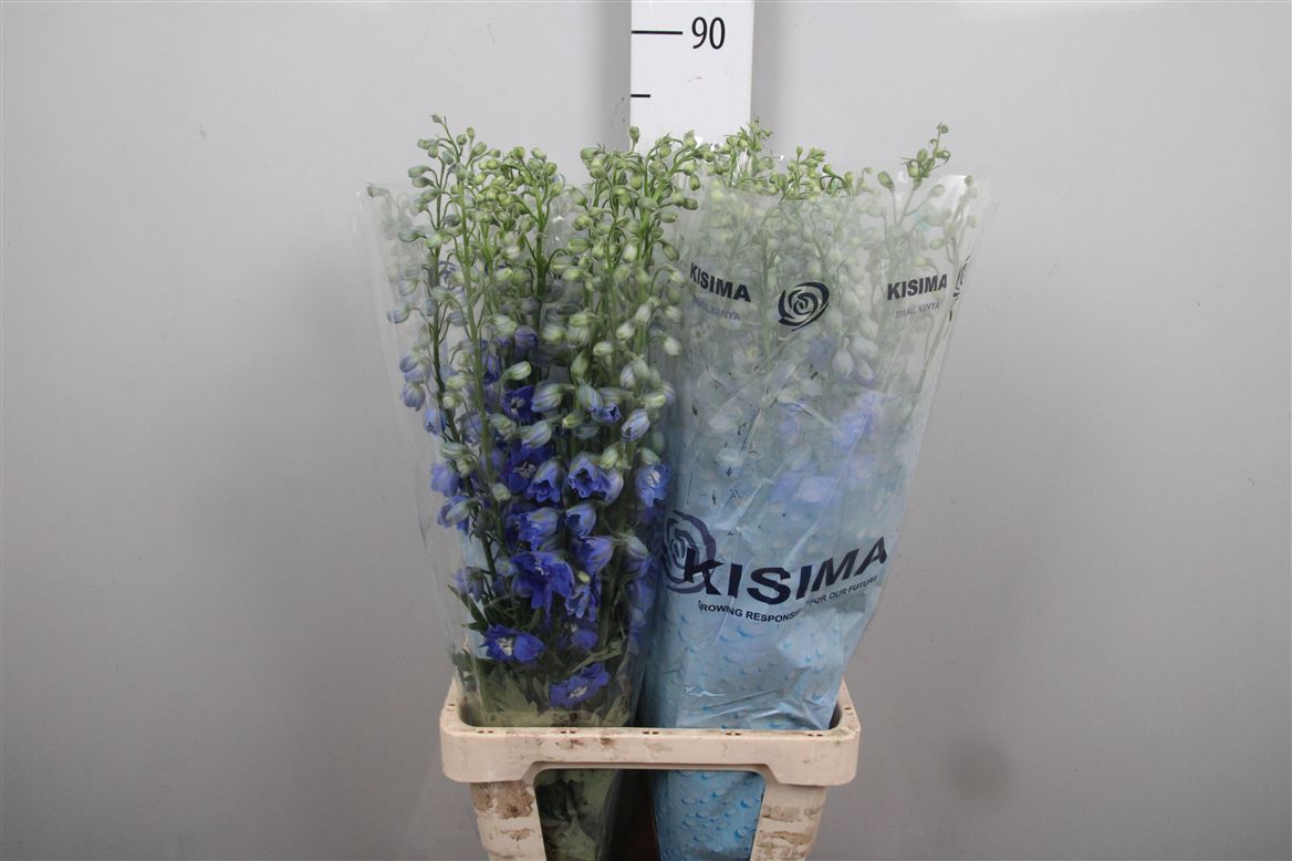 Delphinium Double Blue Candle 80cm