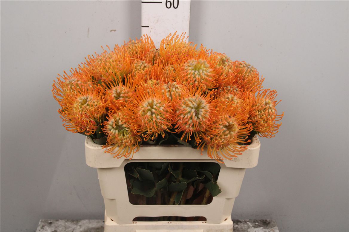 Leucospernum(pins) Soleil 50cm
