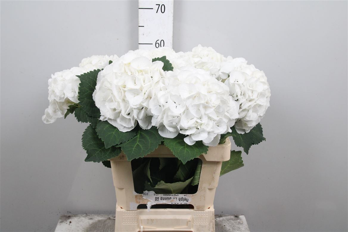 Hydr M Royal Princes 60cm 17Ø