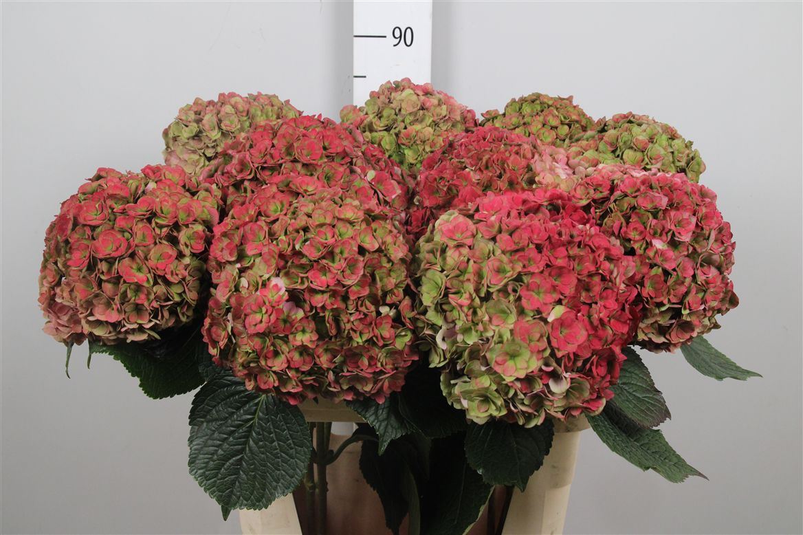Hydrangea Royal Anastasia Classic 80cm 22Ø