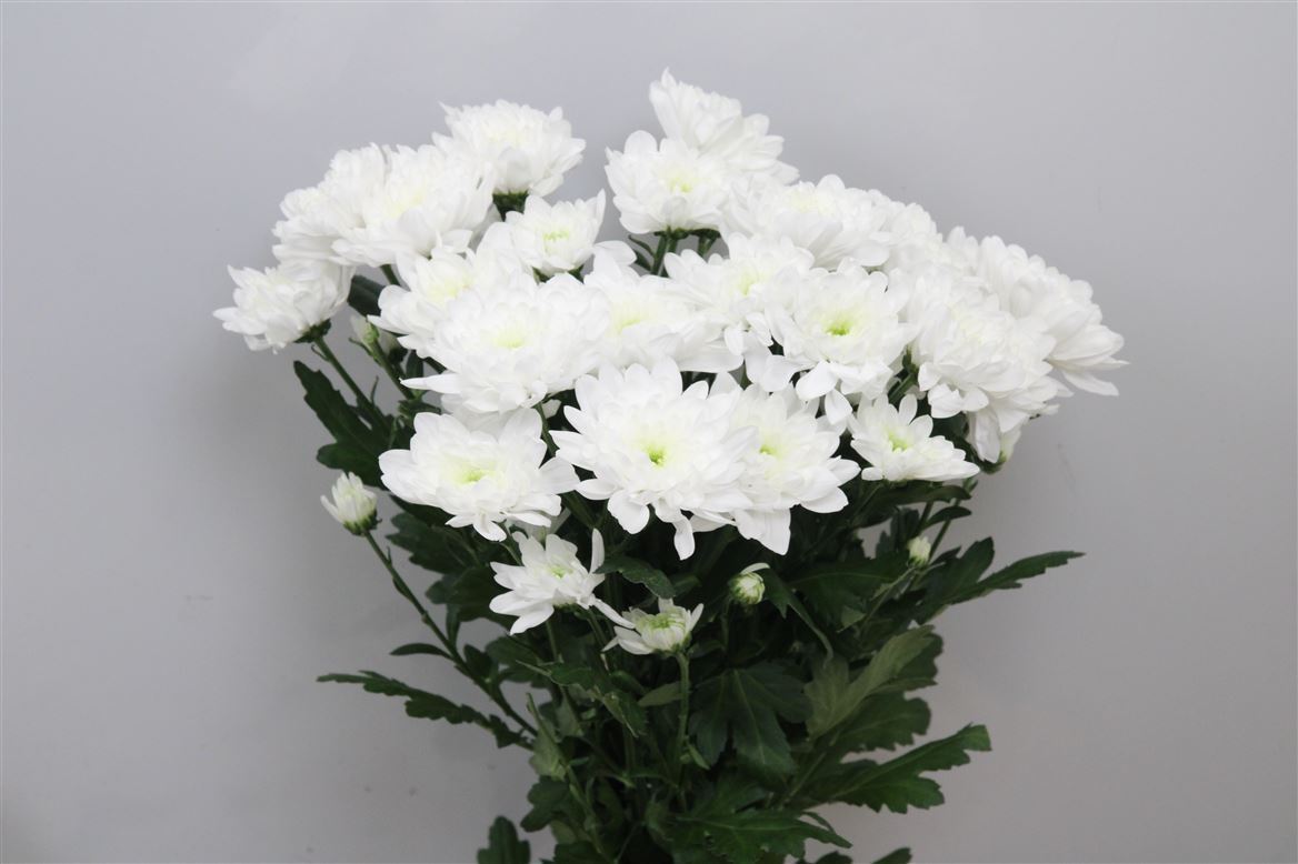 Chr T Baltica 85 Gram 100gram 70cm