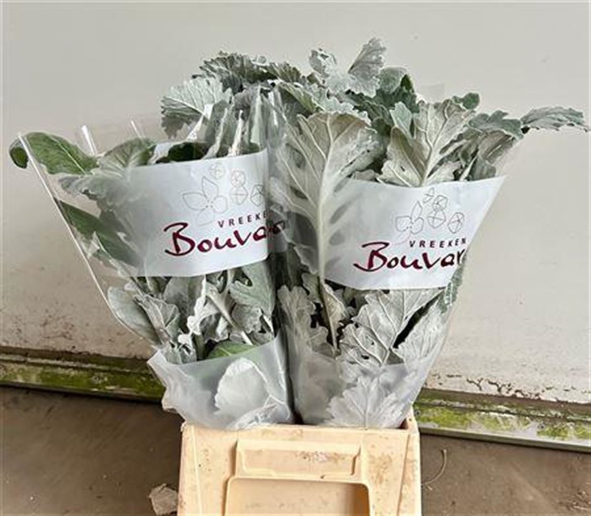 Senecio Angel Wings