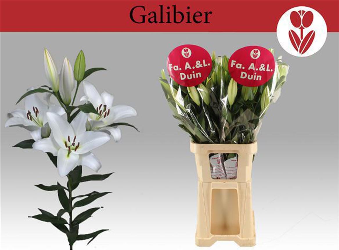 Li Ot Galibier 100cm 3/5bl