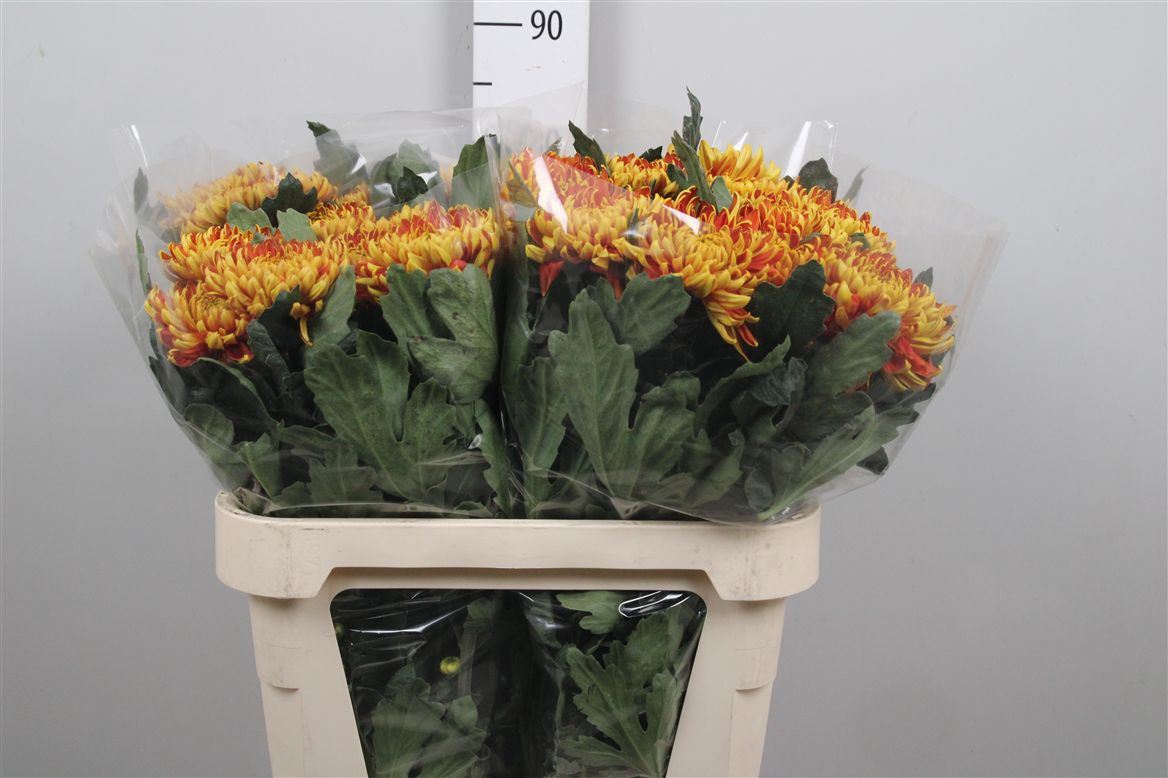 Chrys Single Fuego 80cm 95gram