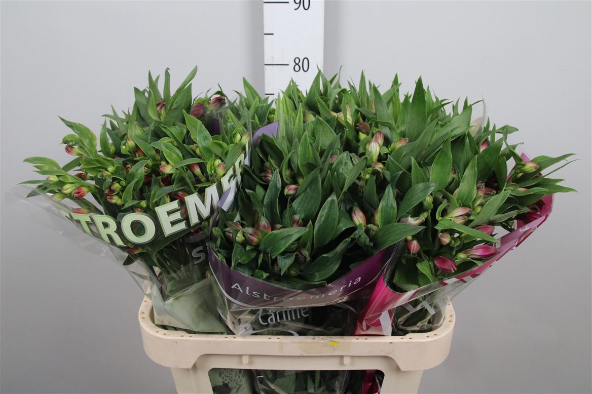 Alstr Assorted In Bucket 70cm