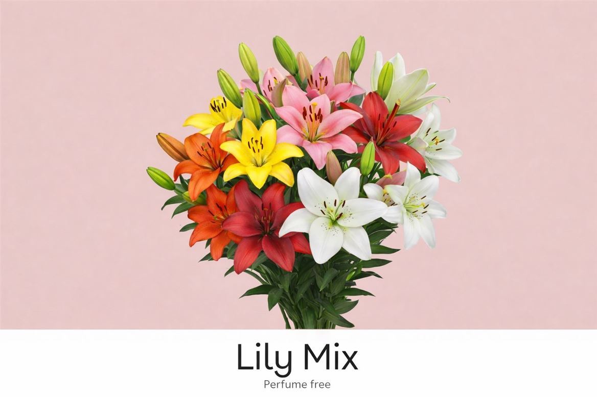 Li La Gem In Fust 90cm