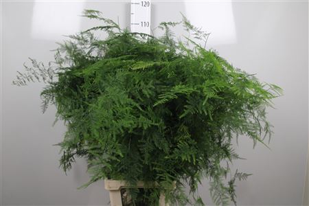 Asparagus Setaceus