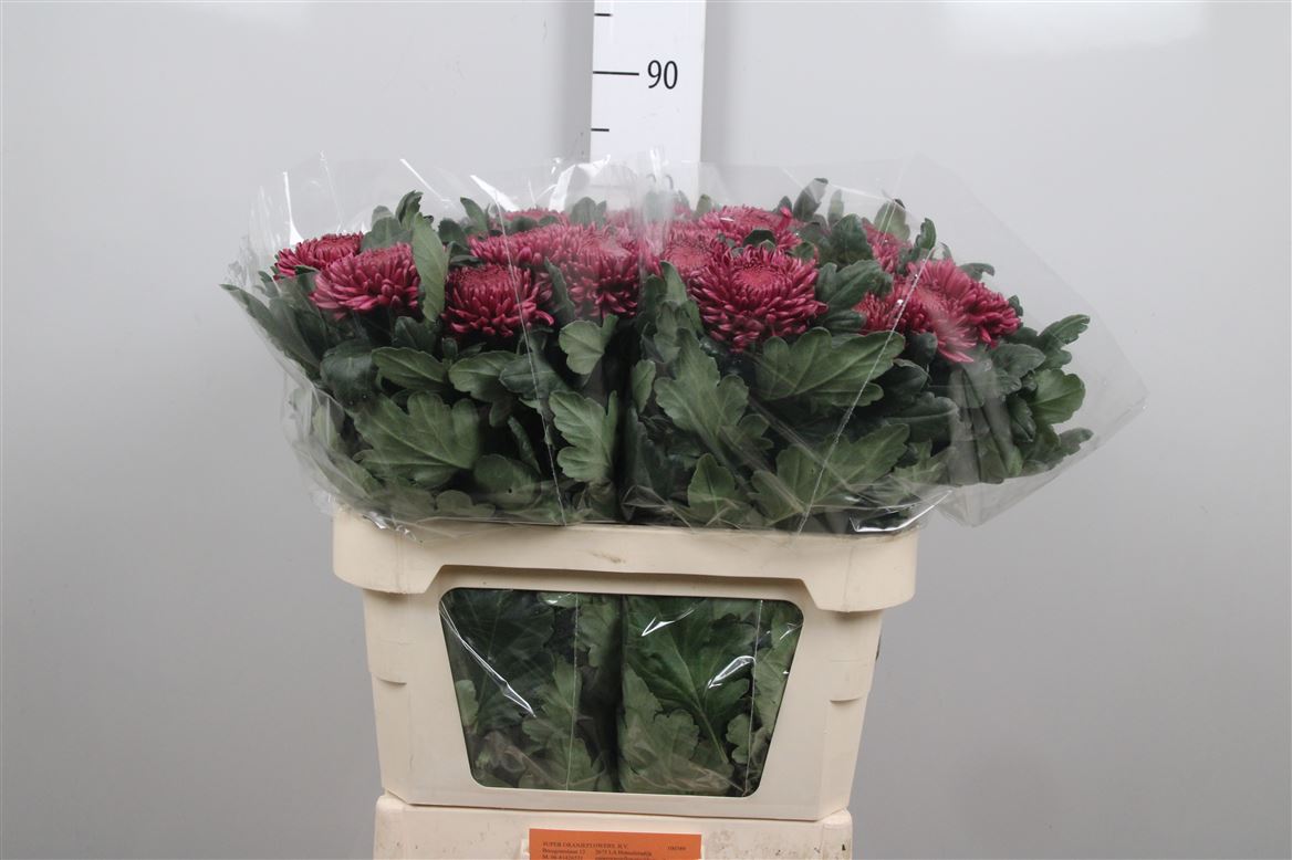 Chr G Bigoudi Purple 75 G 110gram 80cm