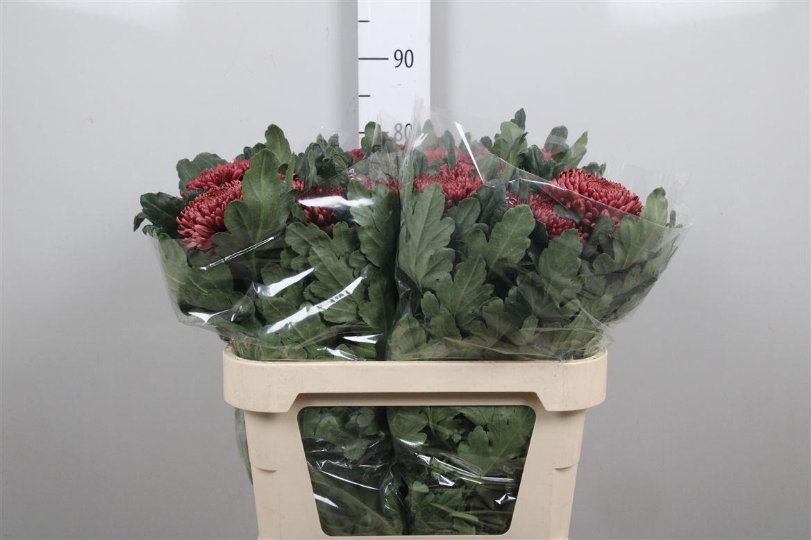 Chr G Bigoudi Red 120gram 80cm