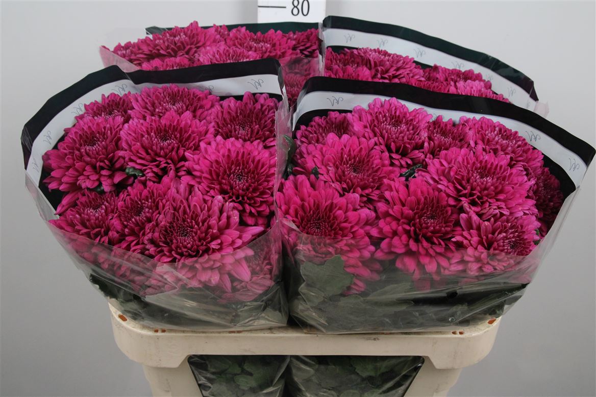 Chr G Lamira 80gram 70cm