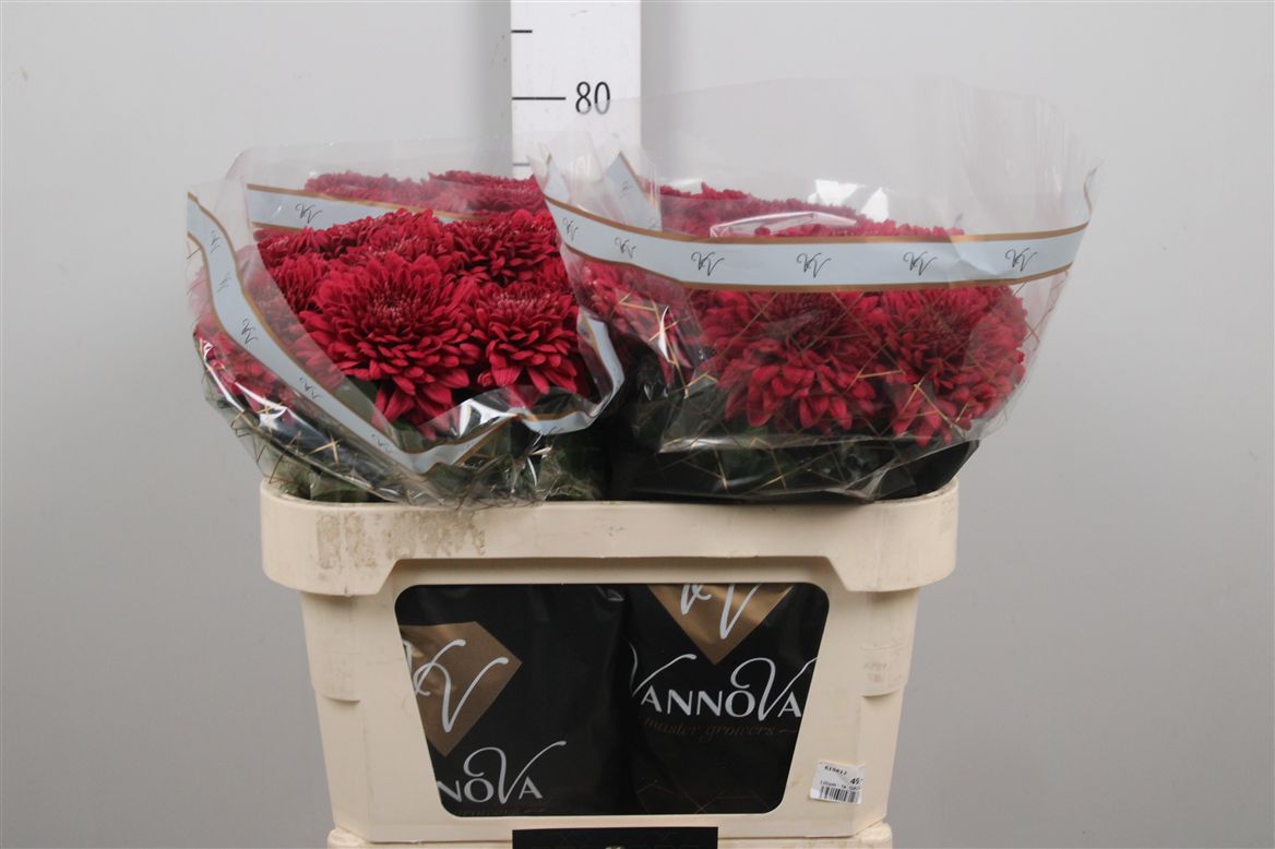 Chr G Lamira Red 80gram 70cm