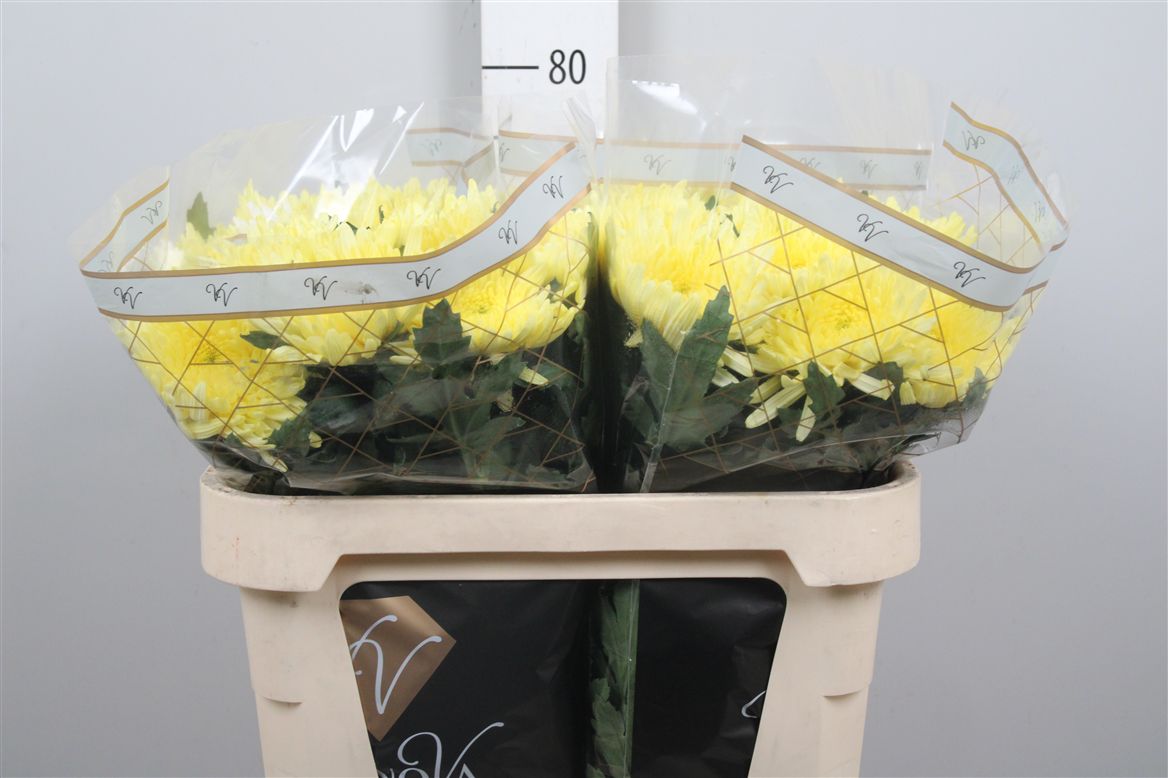 Chr G Topspin Yellow 85gram 70cm
