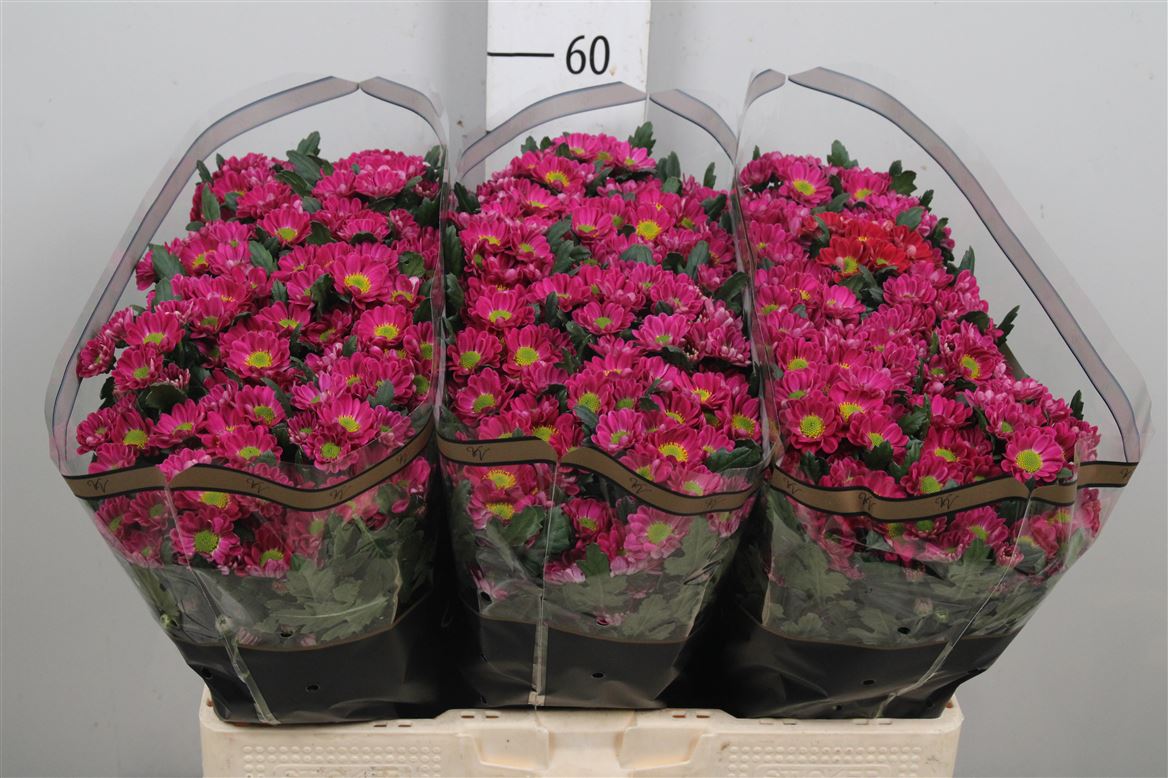 Chr San Rossi Splend 55cm
