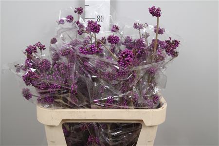 Callicarpa Bod Profu