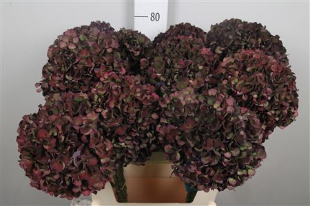 Hydr M Mag Ruby Cl P