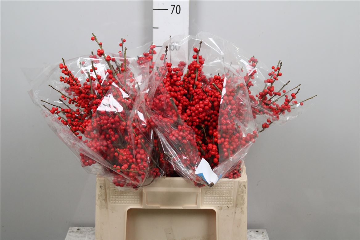 Ilex Verticlilata 60cm