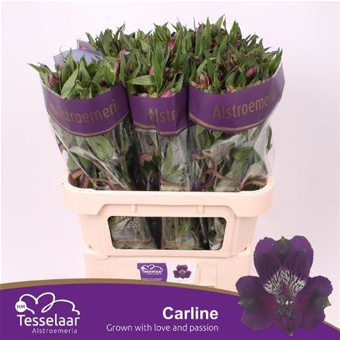 Alstr Carline 70cm