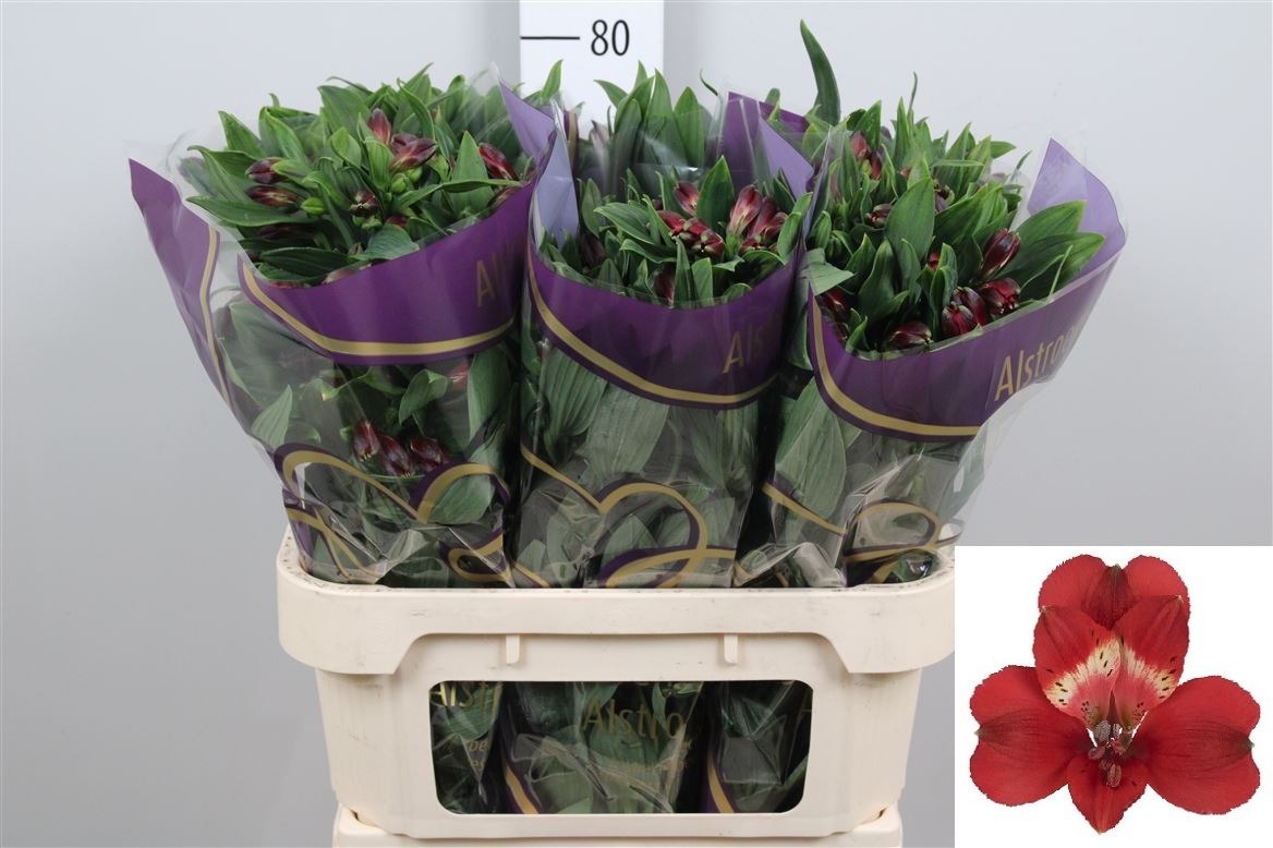 Alstr Rumba 70cm 85gram