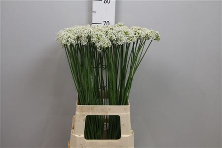 Allium Tuberosum