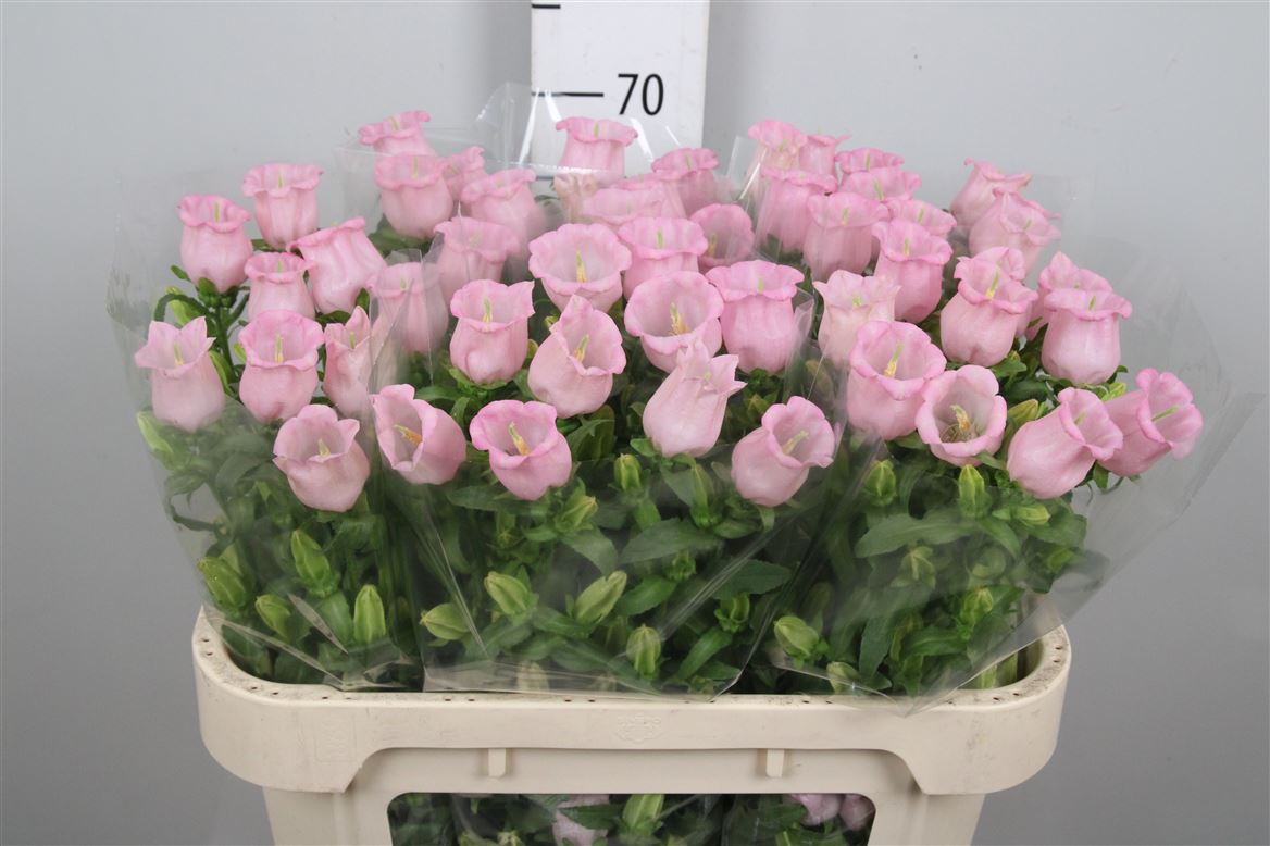 Campanula Pearl Pink 70cm