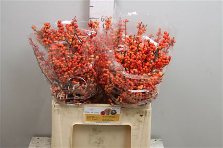 Ilex Ve Oudij Orange