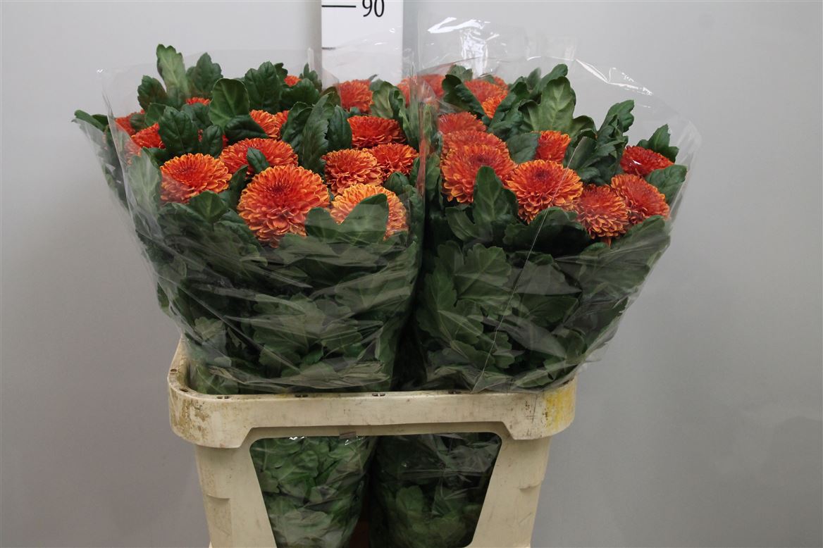Chr G Kiev Bicolour 90gram 80cm