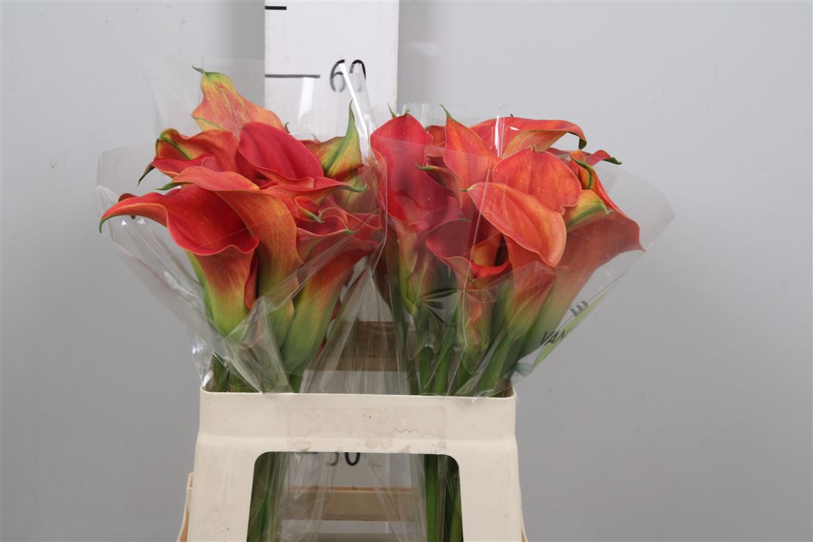 Calla Sunset Passion 60cm