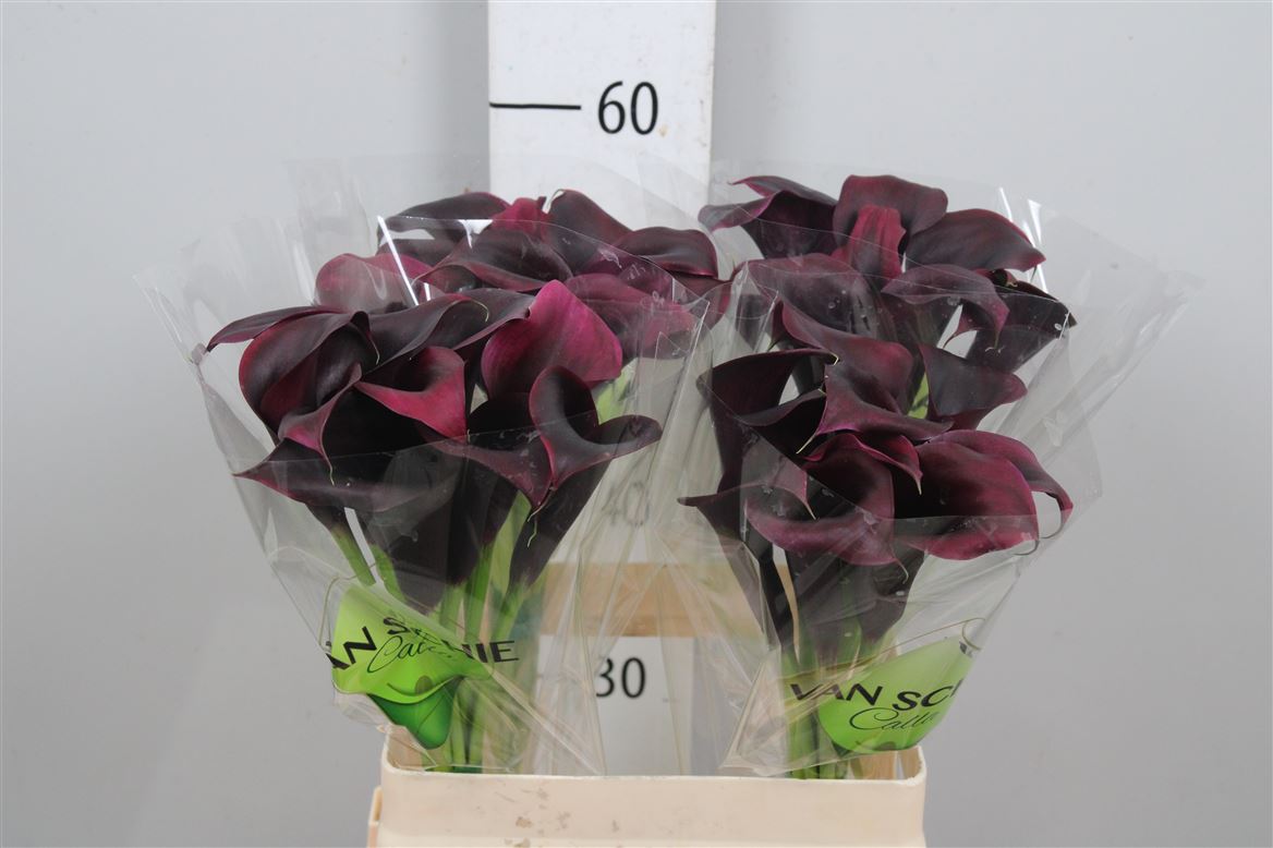 Calla Odessa 60cm
