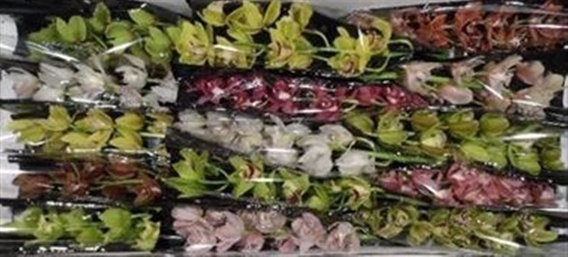 Cymbidium Asst Mini 40cm