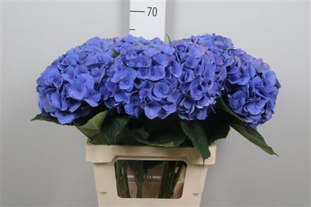 Hydr M Royal Crowb B