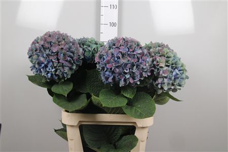 Hydr M Pimpernel Cl
