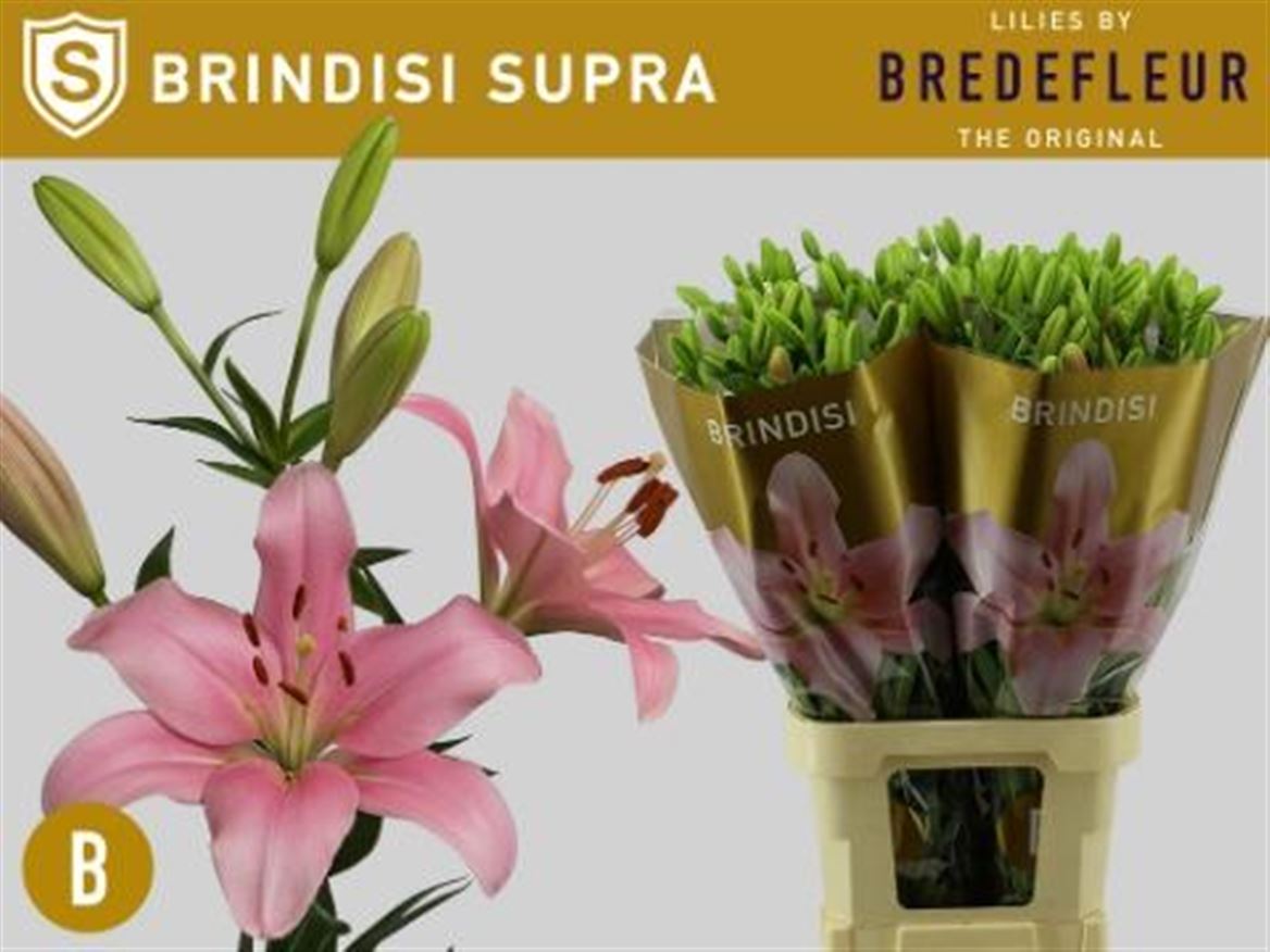 Li La Brindisi 90cm