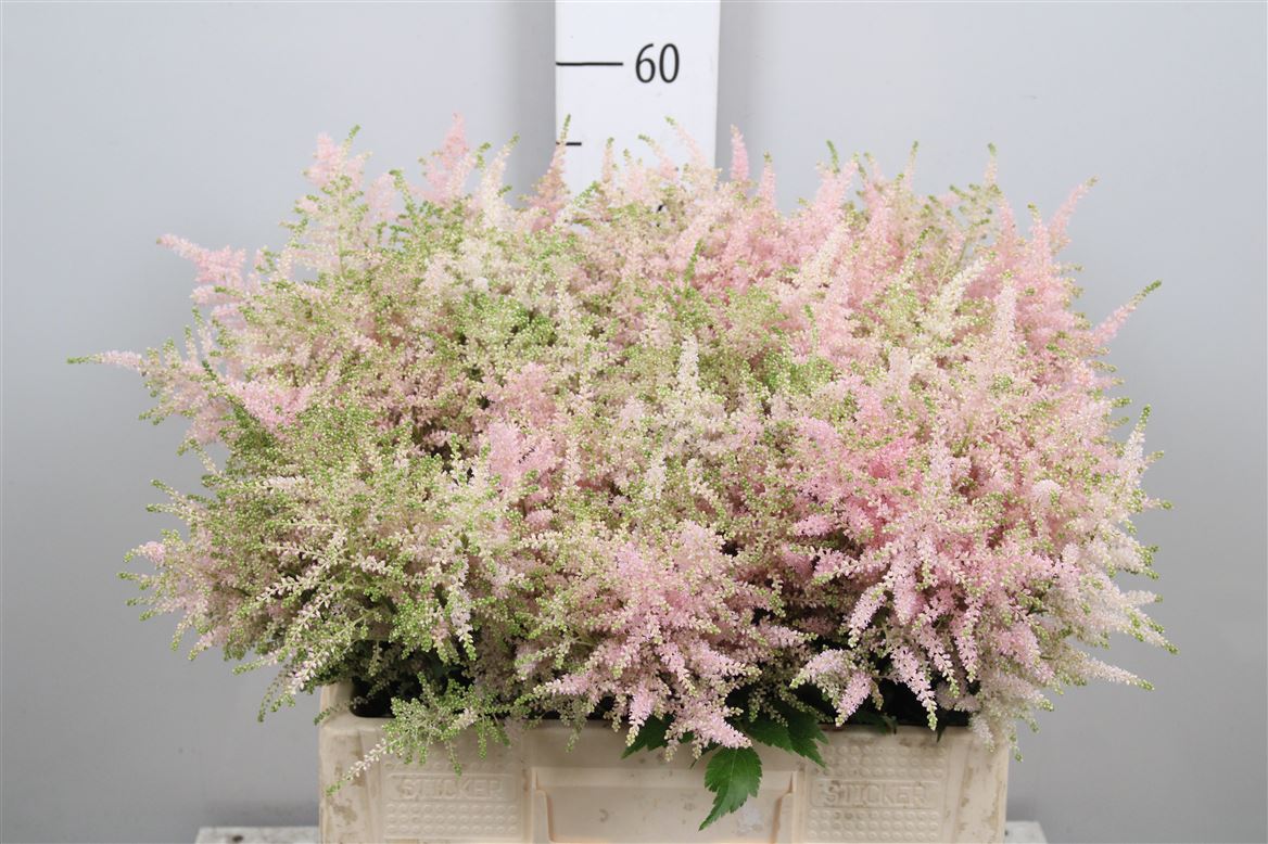 Astilbe Europa 60cm