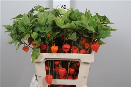 Physalis Lampion Tak