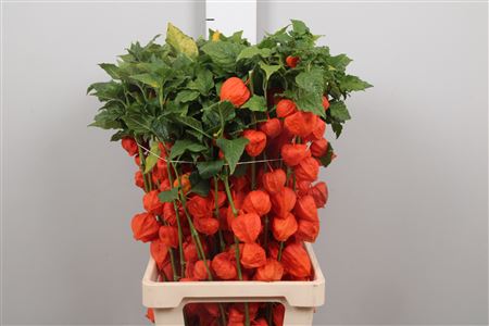 Physalis Lampion Tak