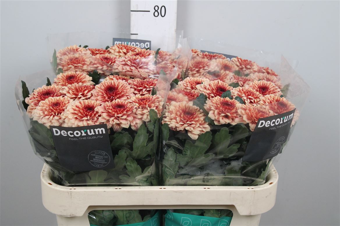 Chr G Pip Salmon 80gram 70cm